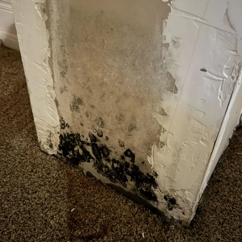 Professional Mold Removal in Decatur, AR